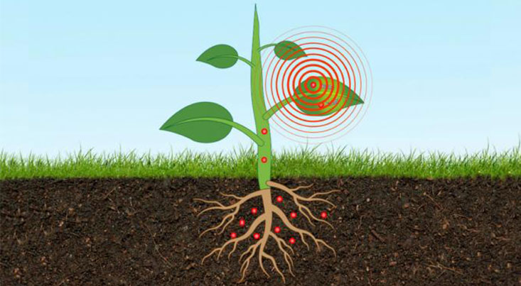 ساخت حسگری که سطح آرسنیک خاک را بررسی می‌کند